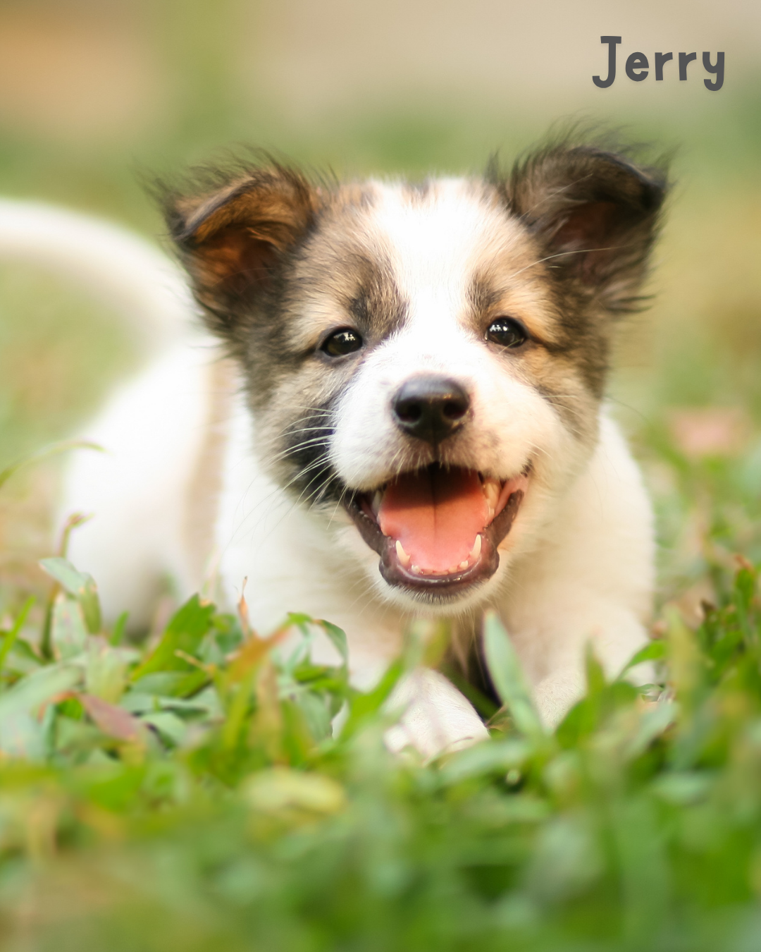 Incineracion para mascotas